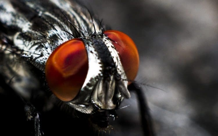 Close up photograph of a fly