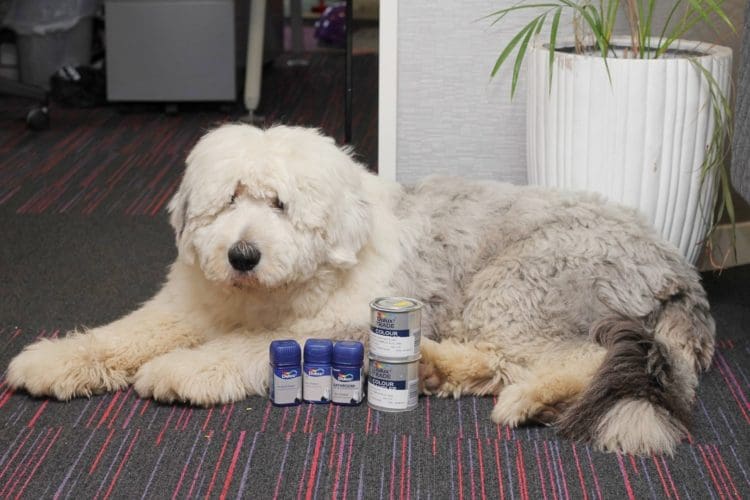 Otis the office dog of interior fit out company Rap Interiors