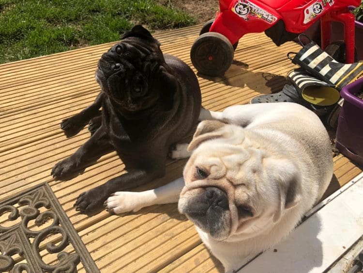 pug dogs posing