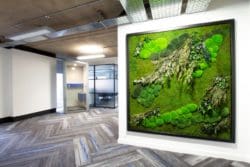 Living Moss Wall Installed in an office for a biophilia theme