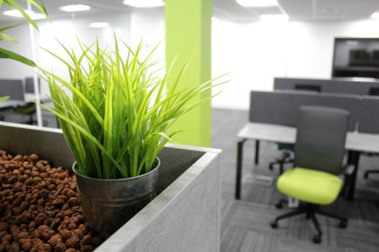 Biophillic Office Design