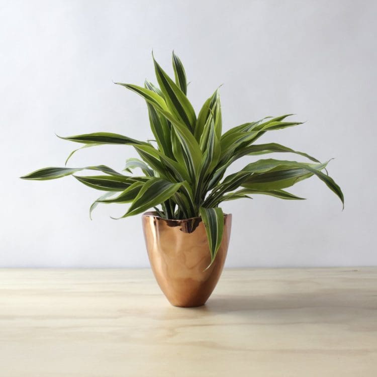 Beautiful Office Desk Plant Warneckii Dracaena