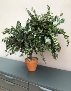 Large green tree plant in a terracotta pot on an office storage unit