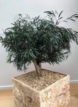 Potted plant to add for a biophilic design to promote wellbeing in a workplace interior