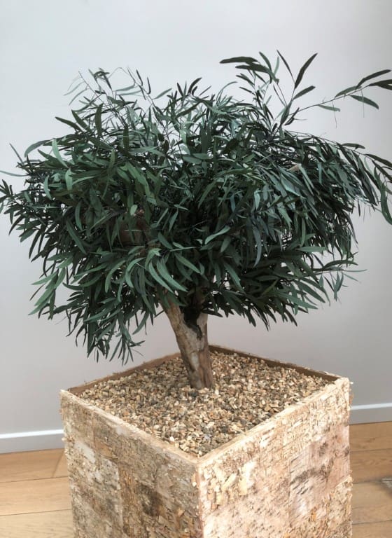 Potted plant to add for a biophilic design to promote wellbeing in a workplace interior