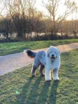 Rap Interiors office dog Otis going for lots of walks with Rick and Julie for their mental wellbeing during the lockdown