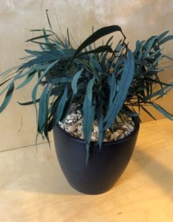 A small single office plant suitable for any workplace design