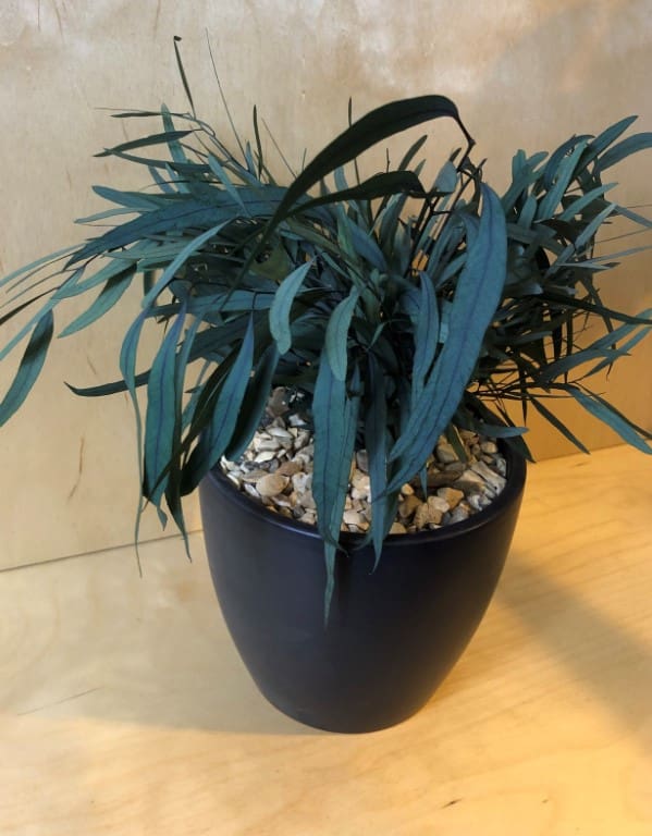 A small single office plant suitable for any workplace design