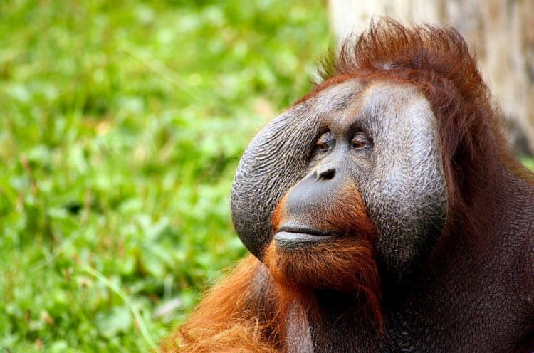rap interiors sustainability mission to help the orangutans