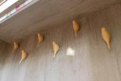 Bird shaped coat pegs for school children