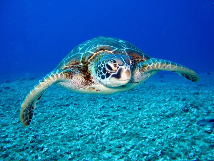 Sea turtle - eco elements of school design