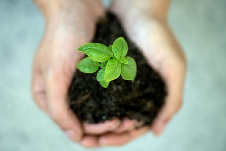 Hands holding seedlings highlighting sustainability ethos.